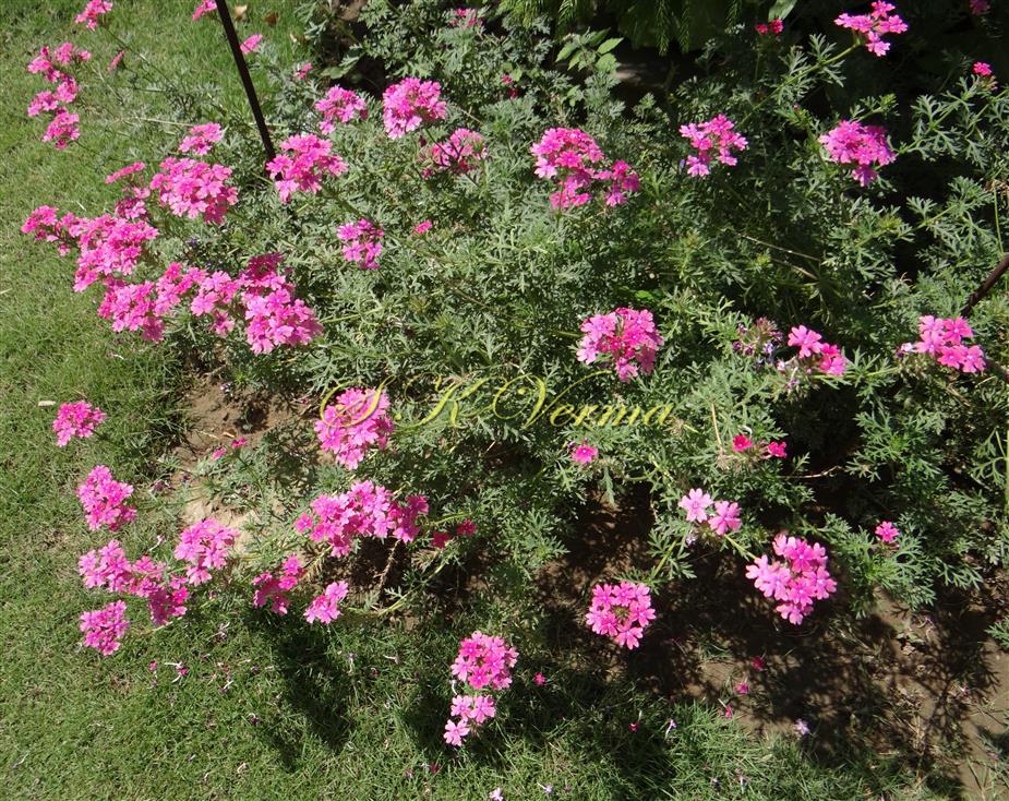  Plant
